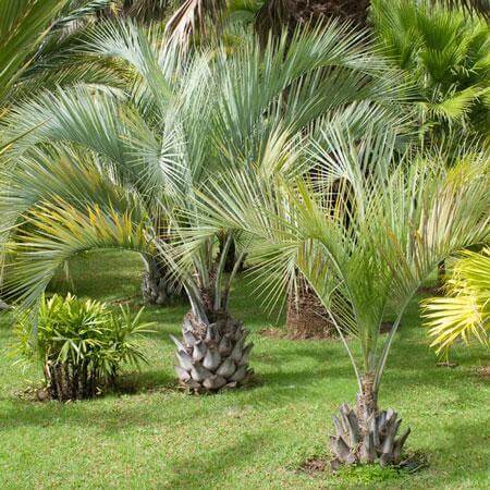 Pindo Palm Tree delivery at Fast Growing Trees