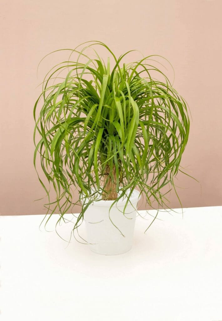 Ponytail Palm Tree delivery at Lively Root