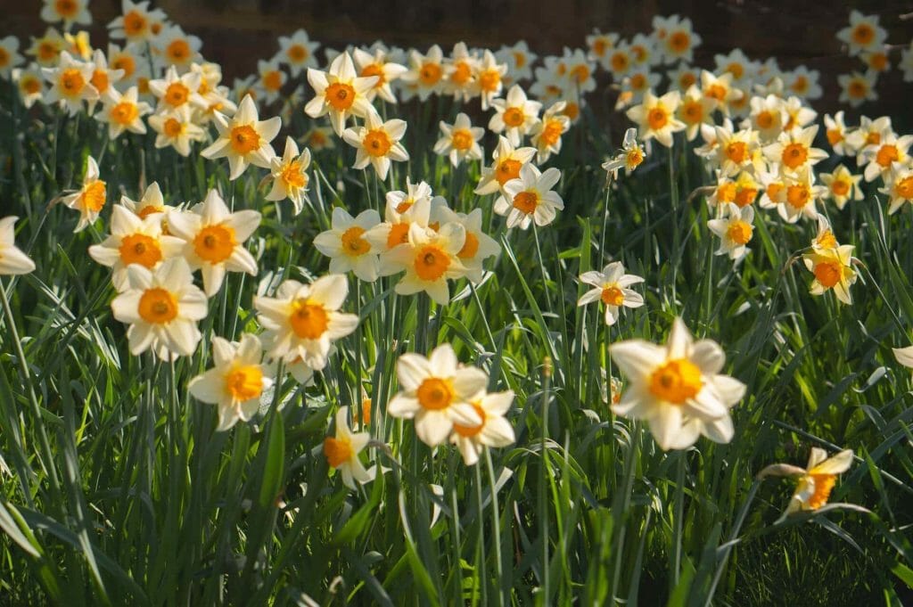 Popular Types of Narcissus Flower