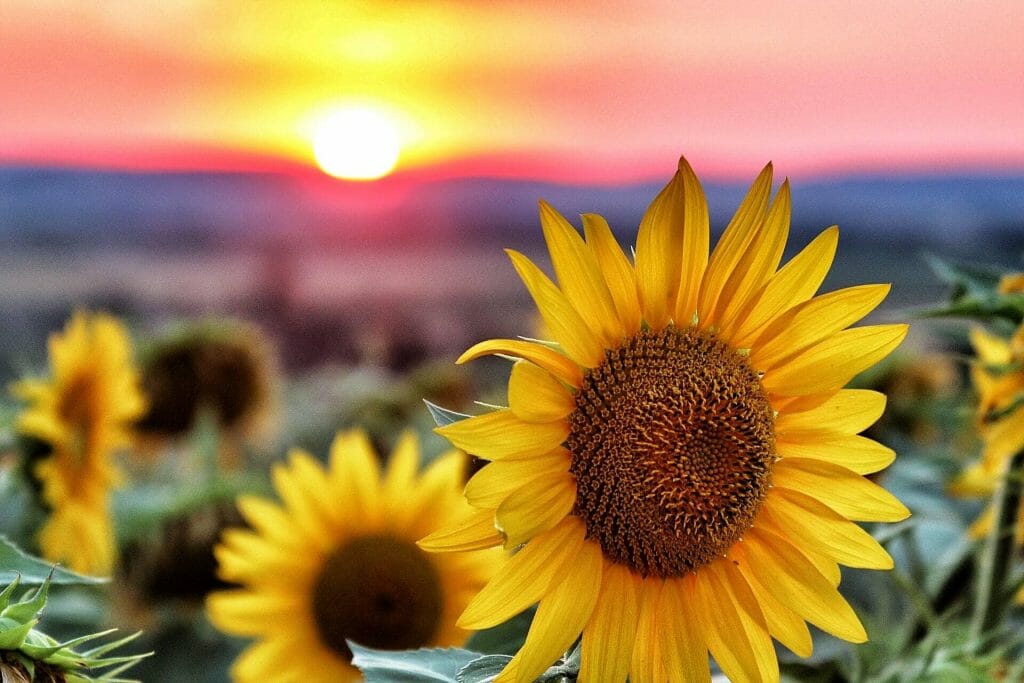 Sunflower Symbolism and Colors