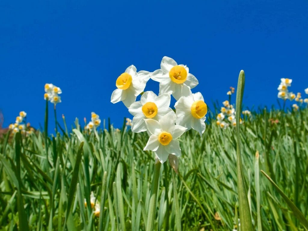 Ultimate Guide to the Narcissus Flower (Meaning & Symbolism) Petal