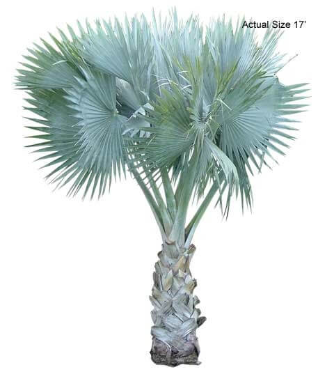 bismarck palm trees for sale at Real Palm Trees