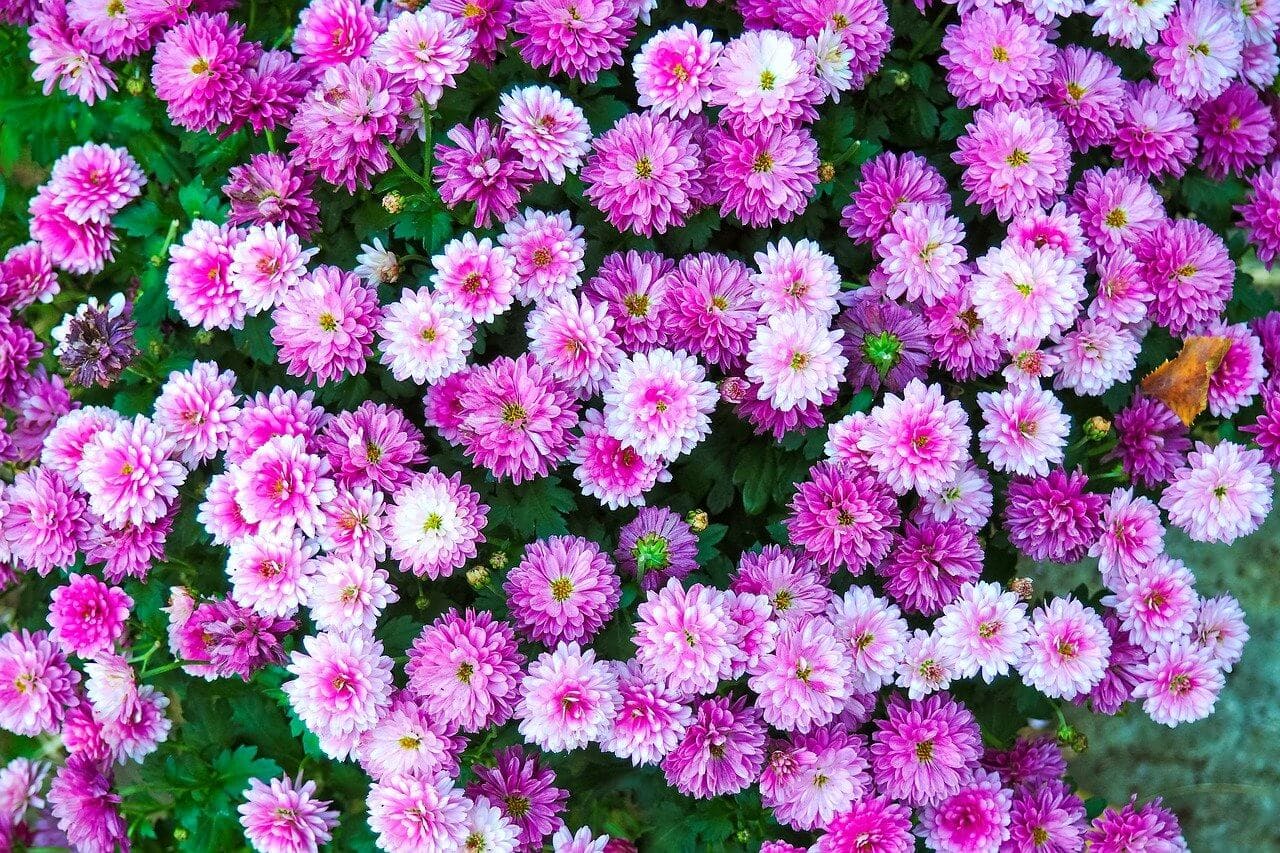 Ultimate Guide To Chrysanthemum Flower Meaning and Symbolism By Color