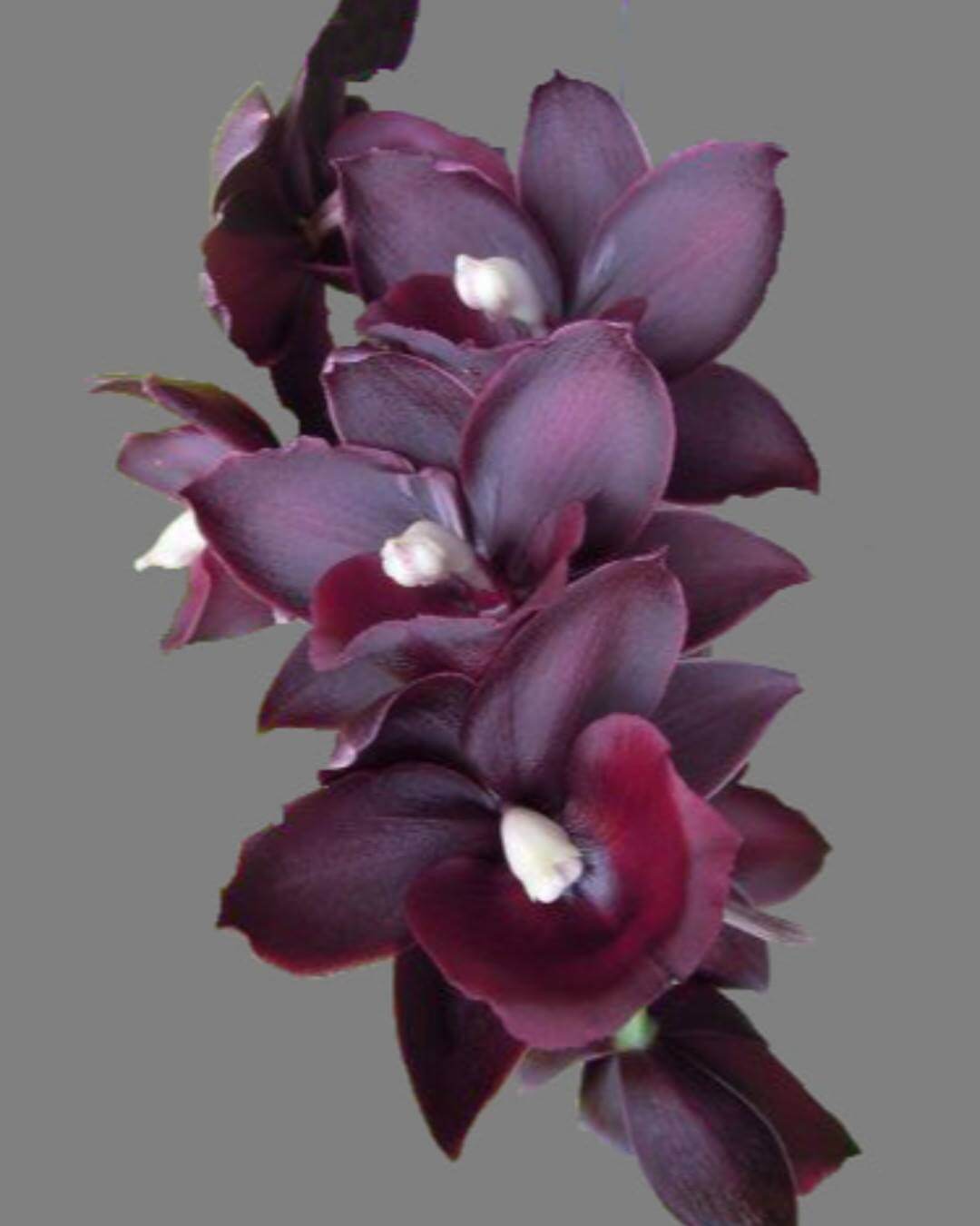 Where to Find the Best Orchids for Sale in the USA Petal Republic