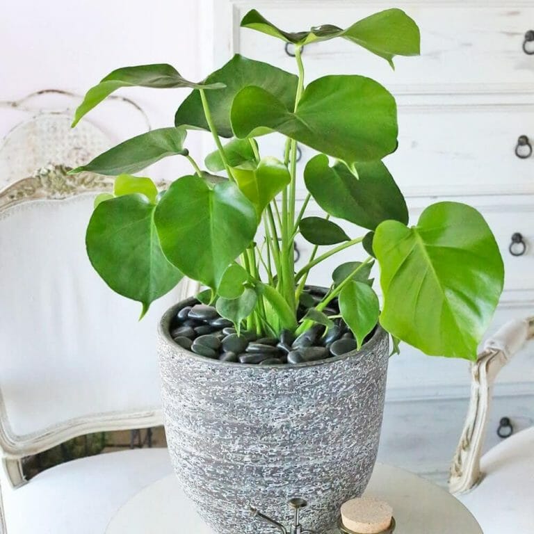 20 Best Live Plant Delivery Services in America, Tested & Reviewed