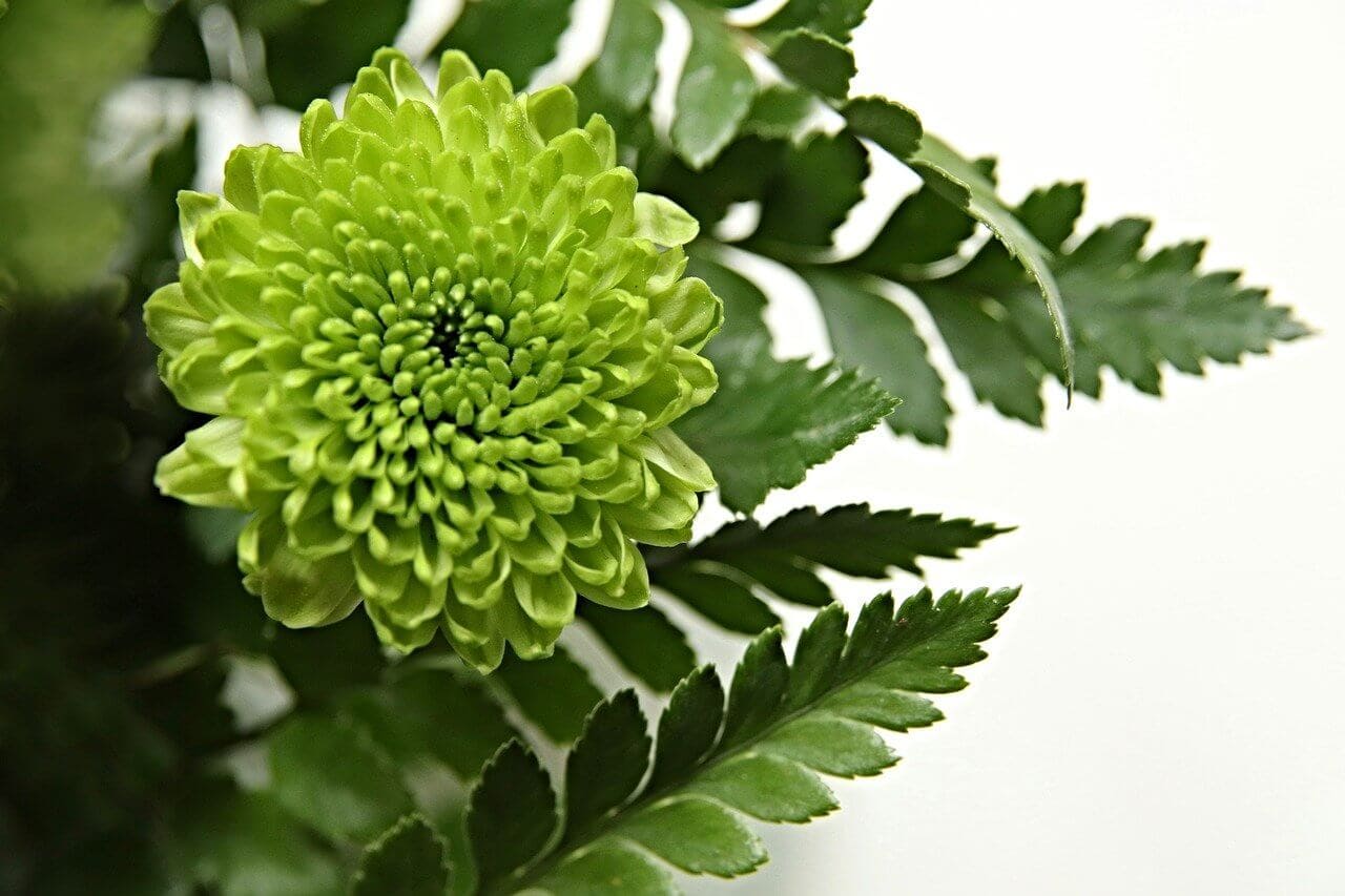 Chrysanthemum Flower Meaning, Symbolism, and Folklore Petal Republic