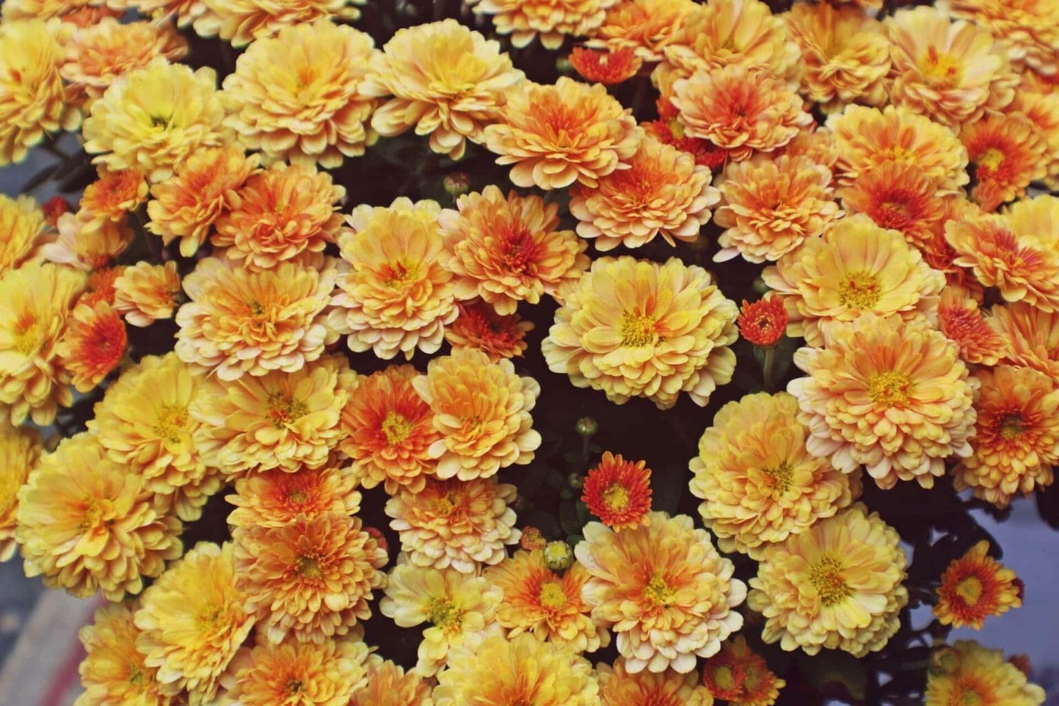 Chrysanthemum Flower Meaning, Symbolism, and Folklore Petal Republic