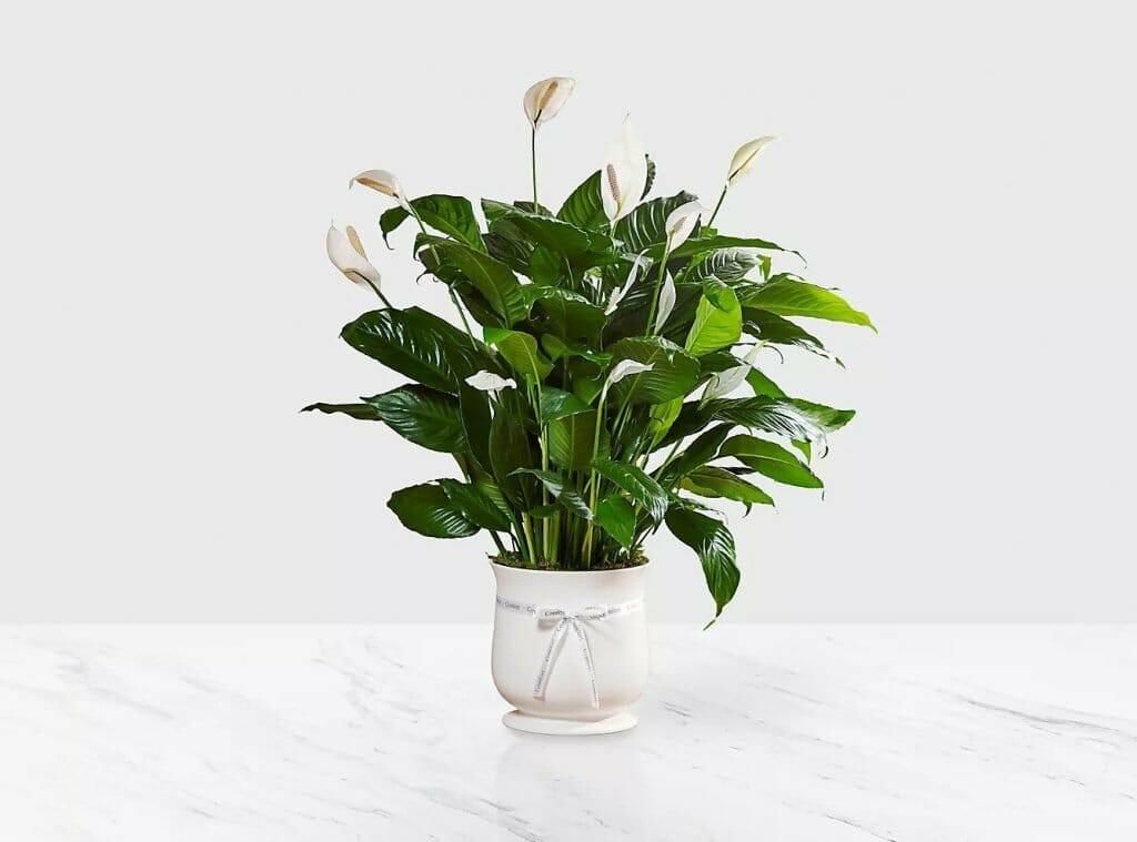 Peace-Lilly-Plant-Delivery-from-FTD