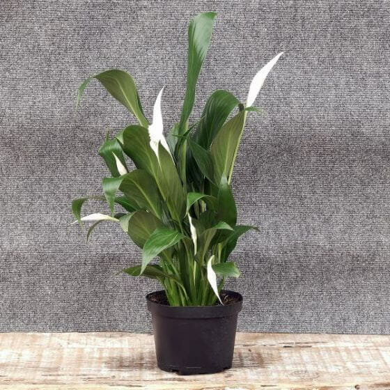 Peace Lily Plants for Sale at Nature Hills