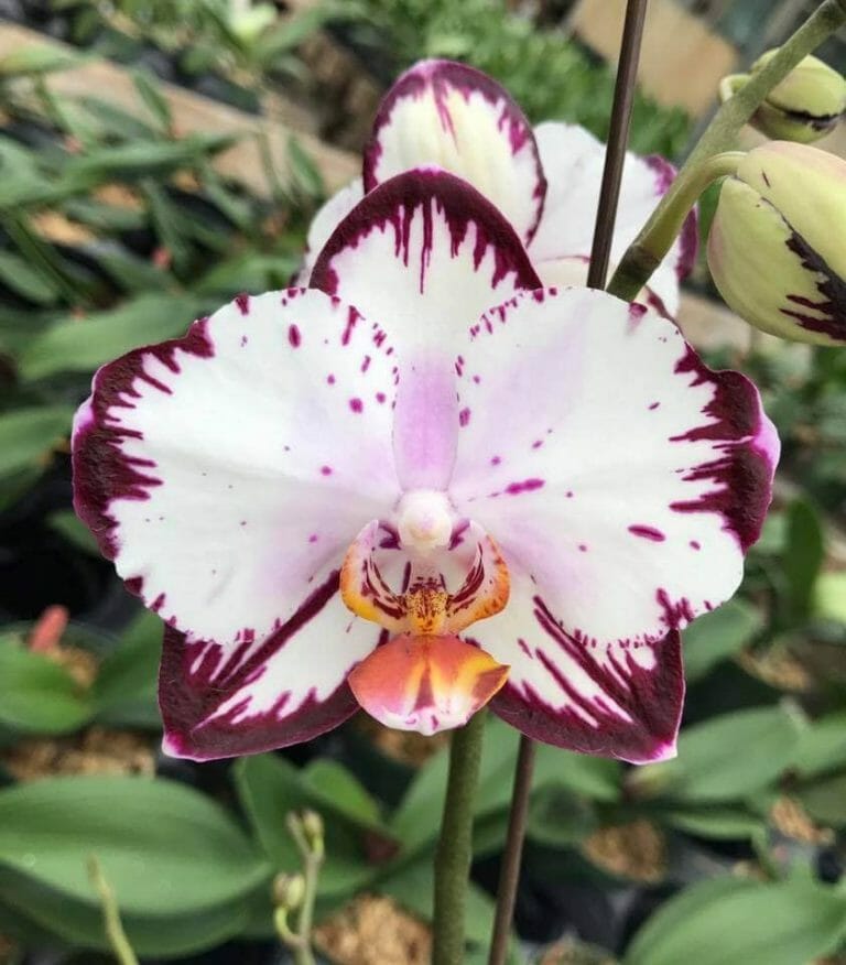 15 Best Orchid Delivery Services in America - Petal Republic