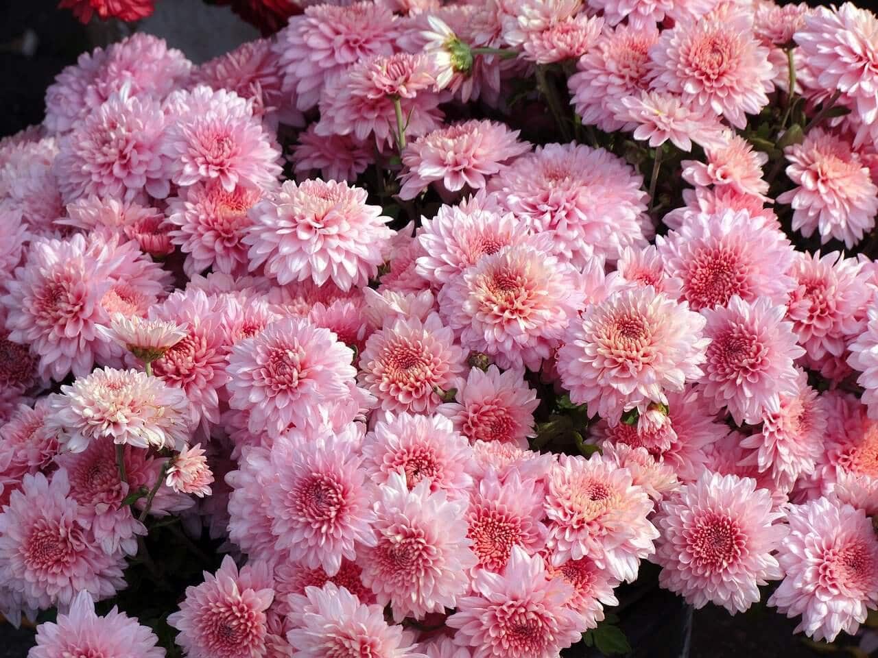 chrysanthemum chinese new year meaning