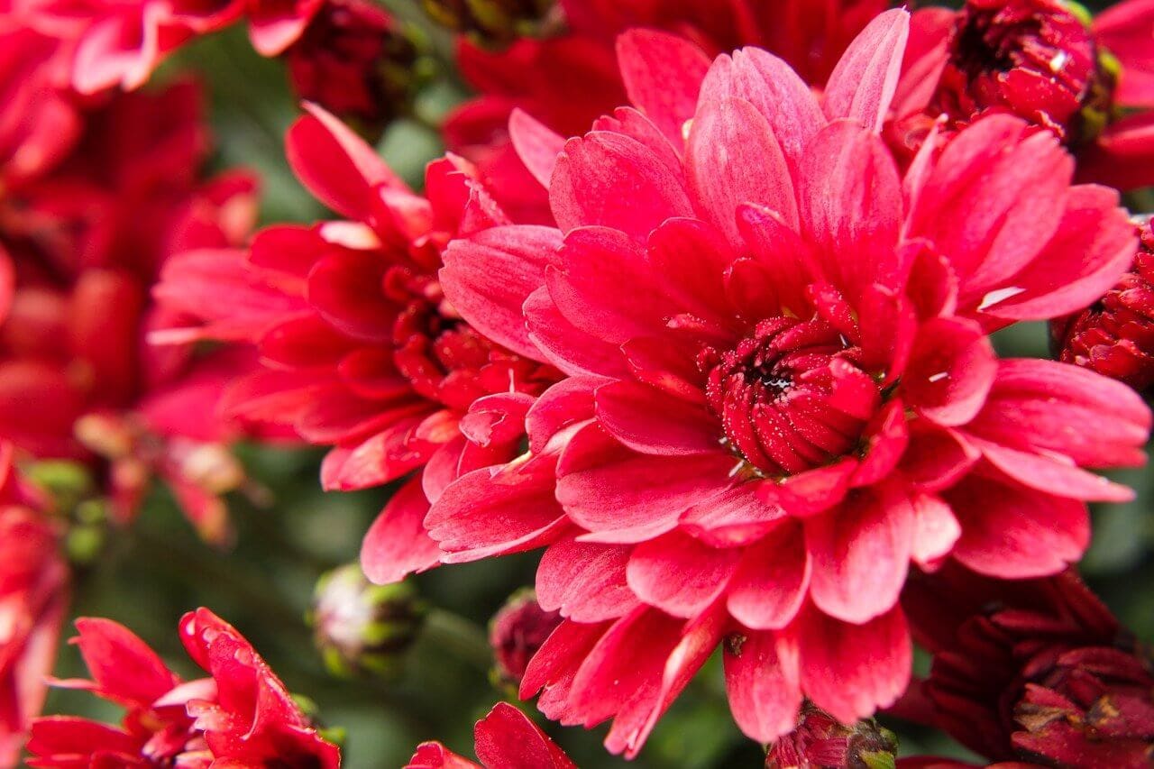 Chrysanthemum Flower Meaning, Symbolism, and Folklore Petal Republic