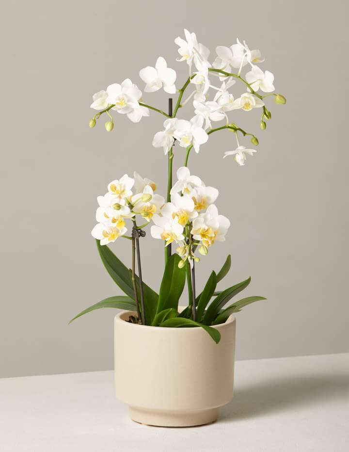 The Sill Online Orchid and Plant Delivery USA