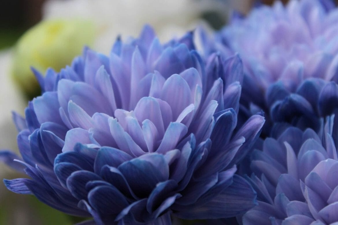 Chrysanthemum Flower Meaning, Symbolism, and Folklore Petal Republic