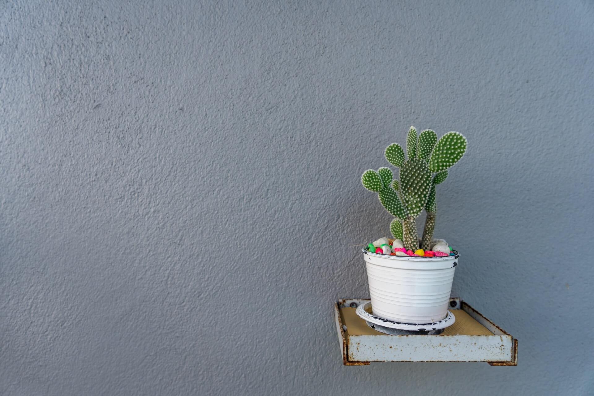 How often to water cactus in diverse environments