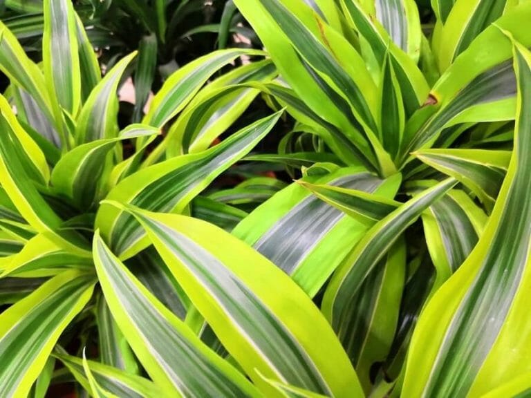 12 Best Dracaena Plants to Grow at Home Petal Republic