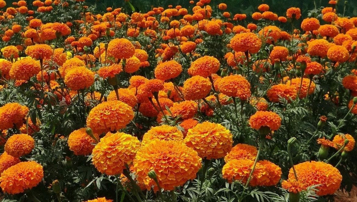 Ultimate Guide to Marigold Flower Meaning and Symbolism Petal Republic