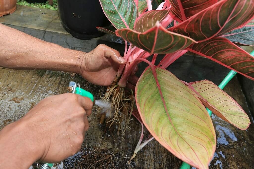 Common Chinese Evergreen Problems and How to treat them
