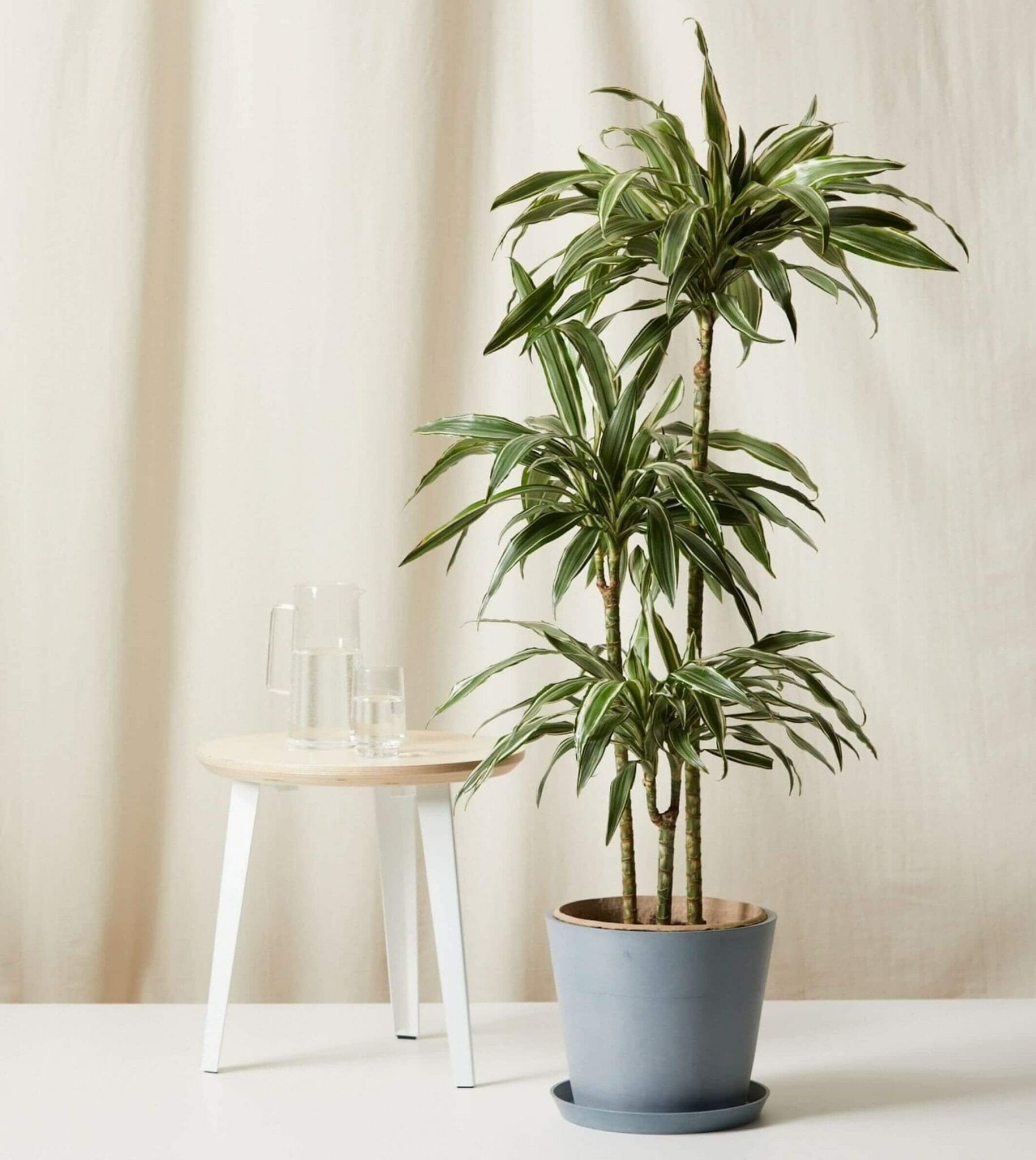 12 Best Dracaena Plants to Grow at Home - Petal Republic