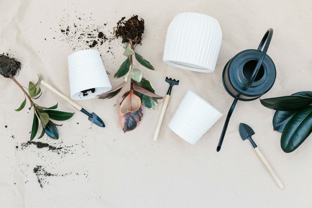 A selection of common houseplant tools laid out for goldfish plant care