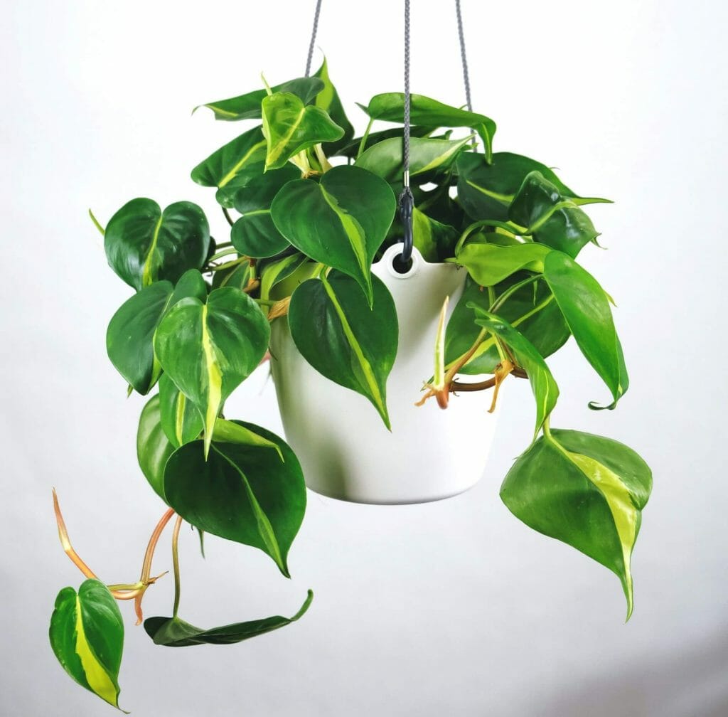 Heartleaf Philodendron in hanging white plant pot
