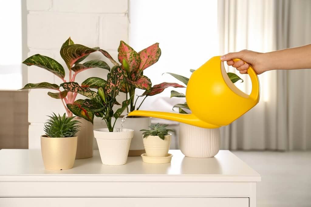 How to Care for Chinese Evergreen Plants
