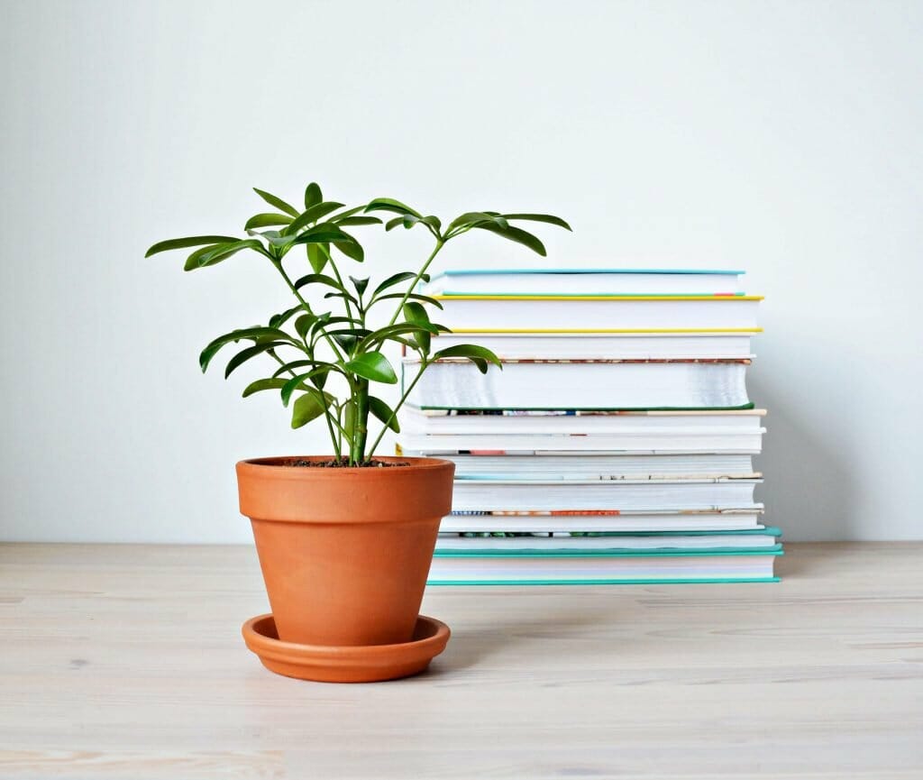 How to Grow Umbrella Plants at Home