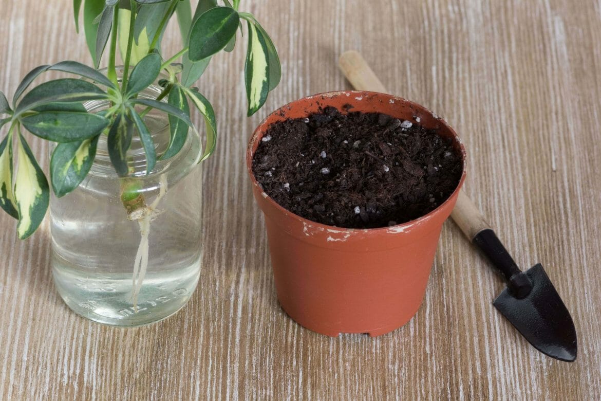 Umbrella Plant Care for Optimal Growth Indoors - Petal Republic