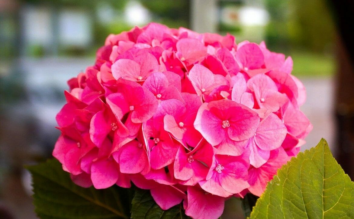 Hydrangea Meaning and Symbolism in the Language of Flowers Petal Republic