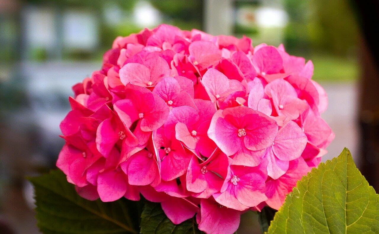 Hydrangea Meaning and Symbolism in the Language of Flowers Petal Republic