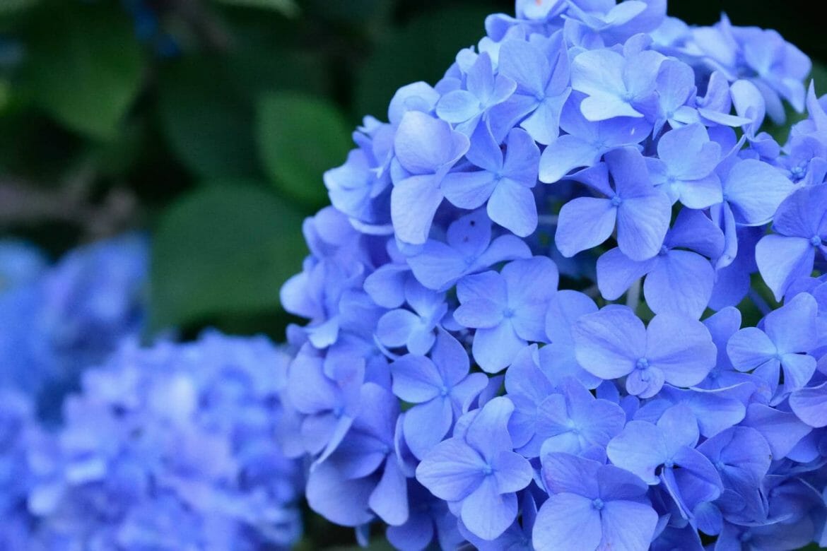 Hydrangea Meaning and Symbolism in the Language of Flowers Petal Republic