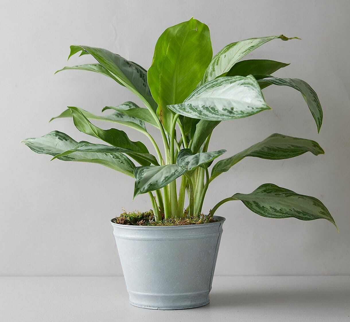 Where to Find the Best Chinese Evergreen Plants For Sale Petal Republic