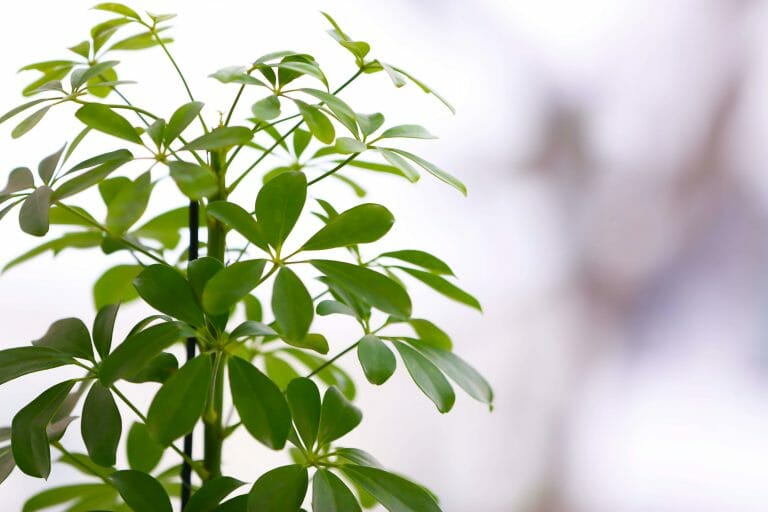 Umbrella Plant Care for Optimal Growth Indoors Petal Republic