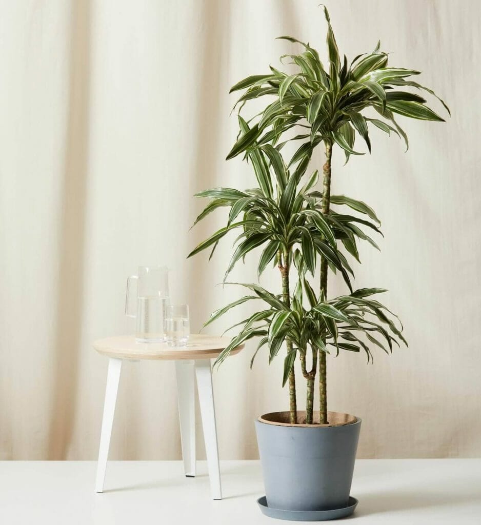 bloomscape dracaena warneckii for sale