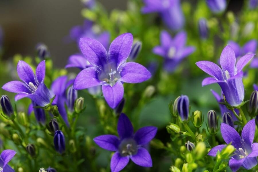Purple Bellflowers in bloom displaying star-like, bell-shaped flowers