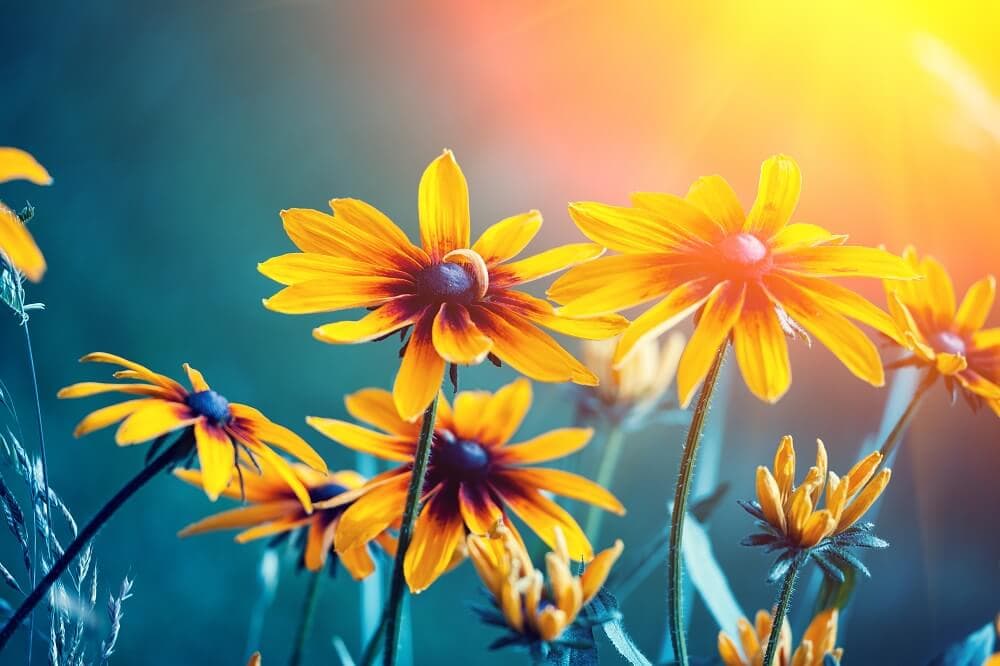 Black-Eyed Susan Flower Meaning & Symbolism