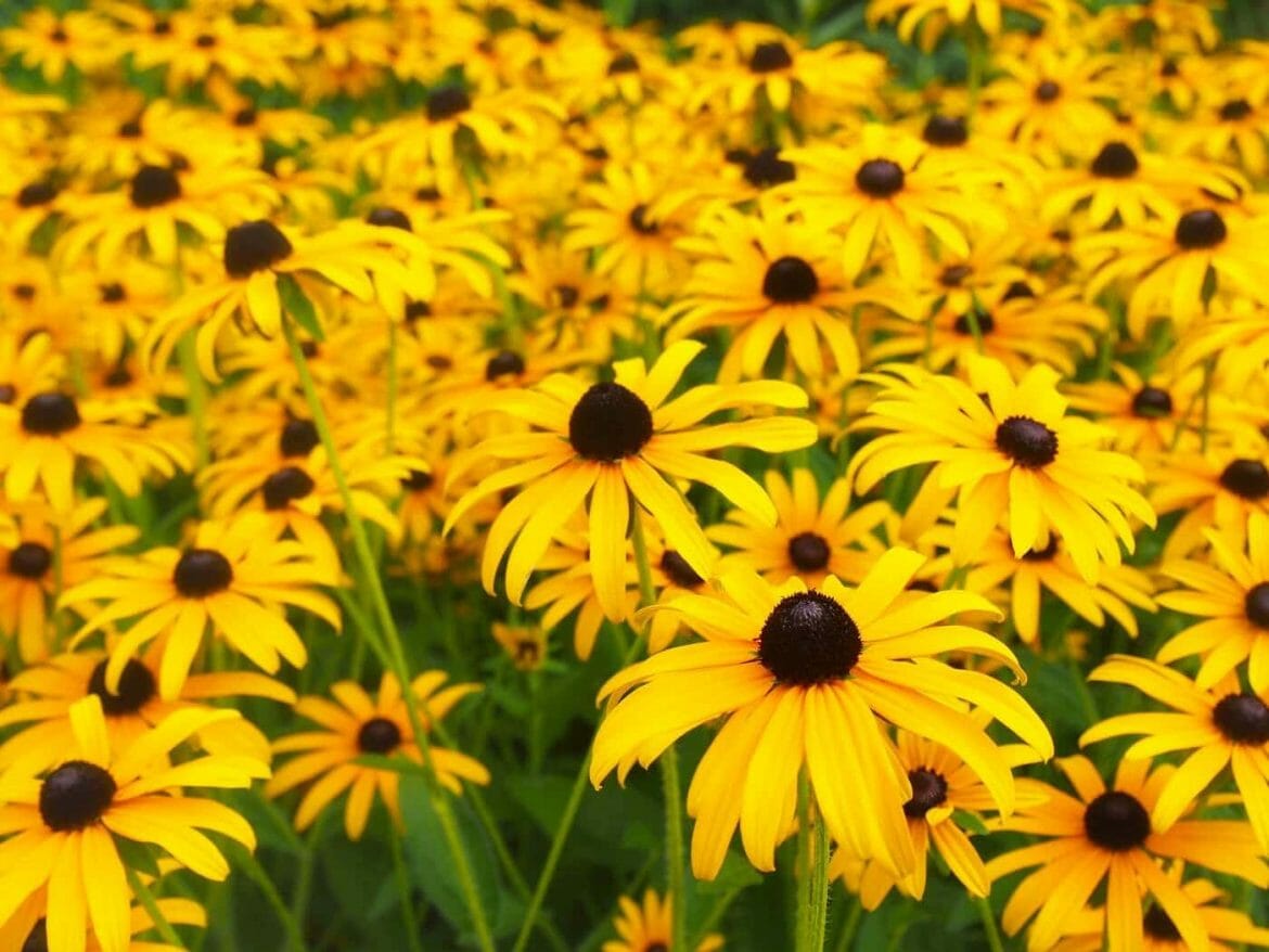 BlackEyed Susan Flowers Exploring Their Rich Meaning and Symbolism