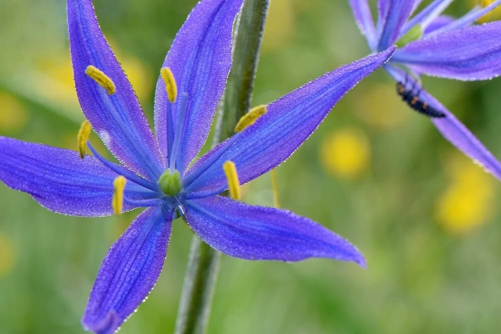 Purple camassia flower in bloom