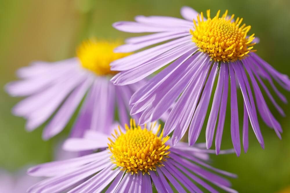 Characteristics of the Aster Flowering Plant