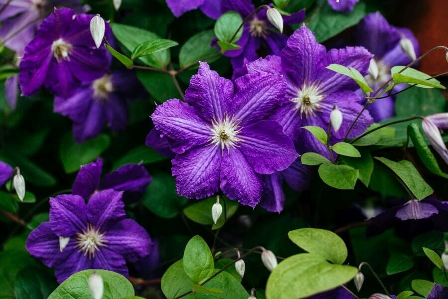 A cluster of start-shaped purple clematis flowers in bloom