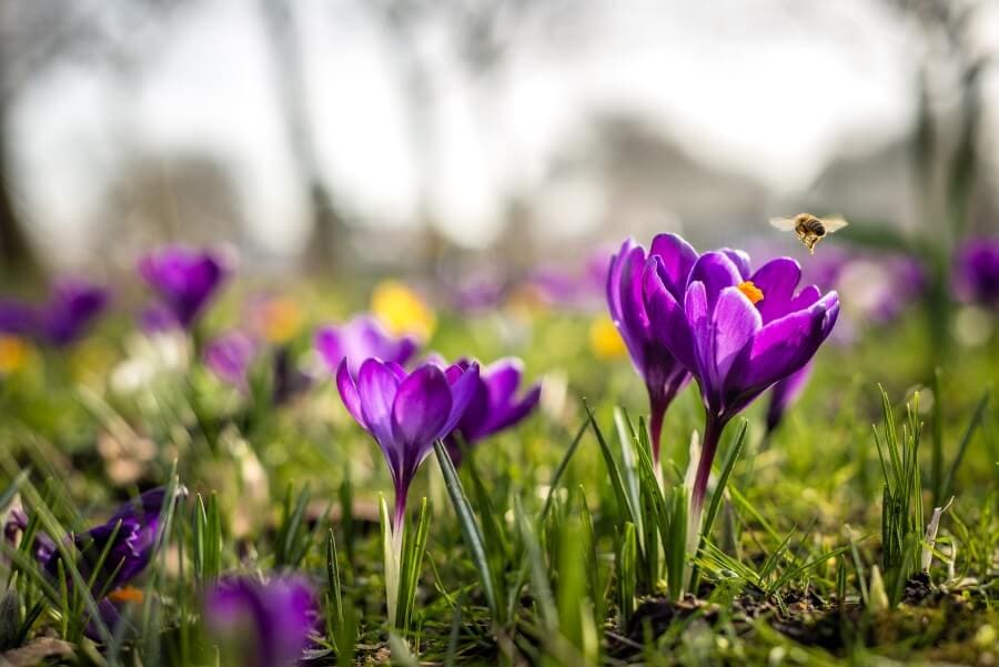 Crocus (Crocus vernus)