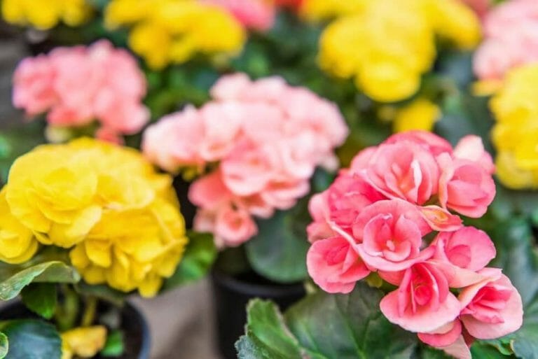 Ultimate Guide to Begonia Flower Meaning and Symbolism Petal Republic