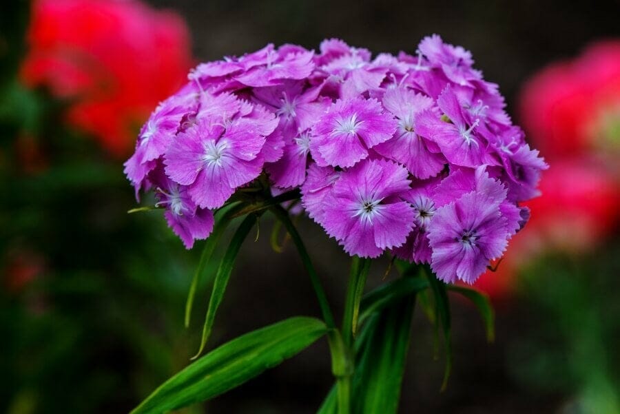 Purple Dianthus Flowers in Bloom displaying jagged, toothed edges to the petals