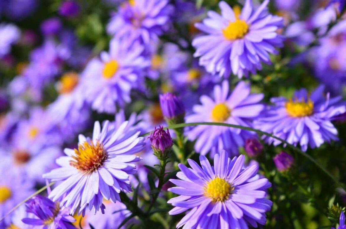 All About Asters Meanings, Mysteries, and Marvelous Uses Petal Republic