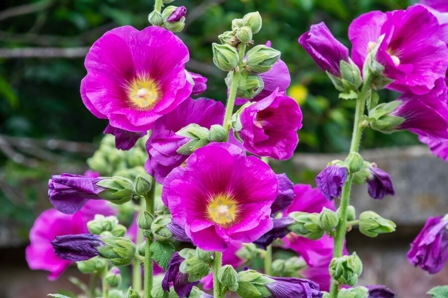 A group of hollyhock plants growing in a garden displaying trumpet-shaped blossoms crowding their towering stalks