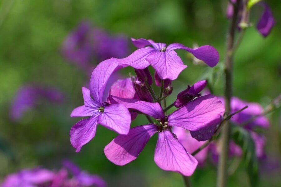 A close shot of an honesty plant in bloom with delicate pure purple petals