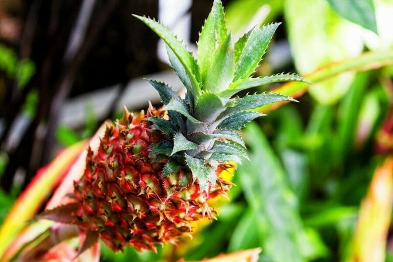 Pineapple Plant Care at Home Your Complete Guide Petal Republic