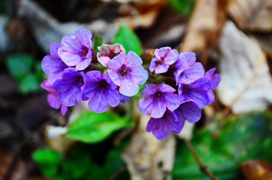 A cluster of lungwort flowers in bloom