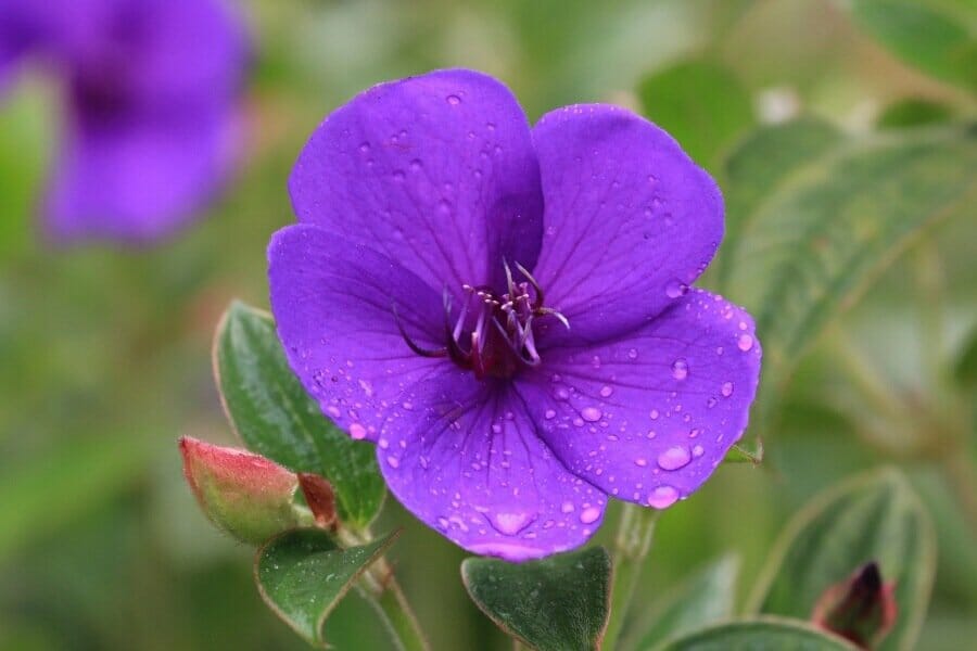 A close shot of a purple Melastoma Flower in bloom