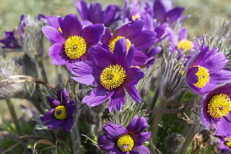 A cluster of Pasque flowers in bloom displaying an array of deep purple petals with a large yellow center